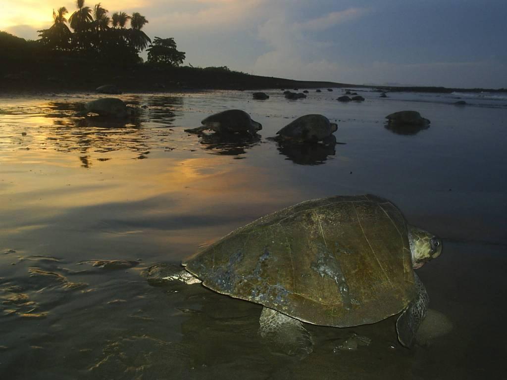 Cabinas Surf Arribadas Ostional Wildlife Refuge Zewnętrze zdjęcie