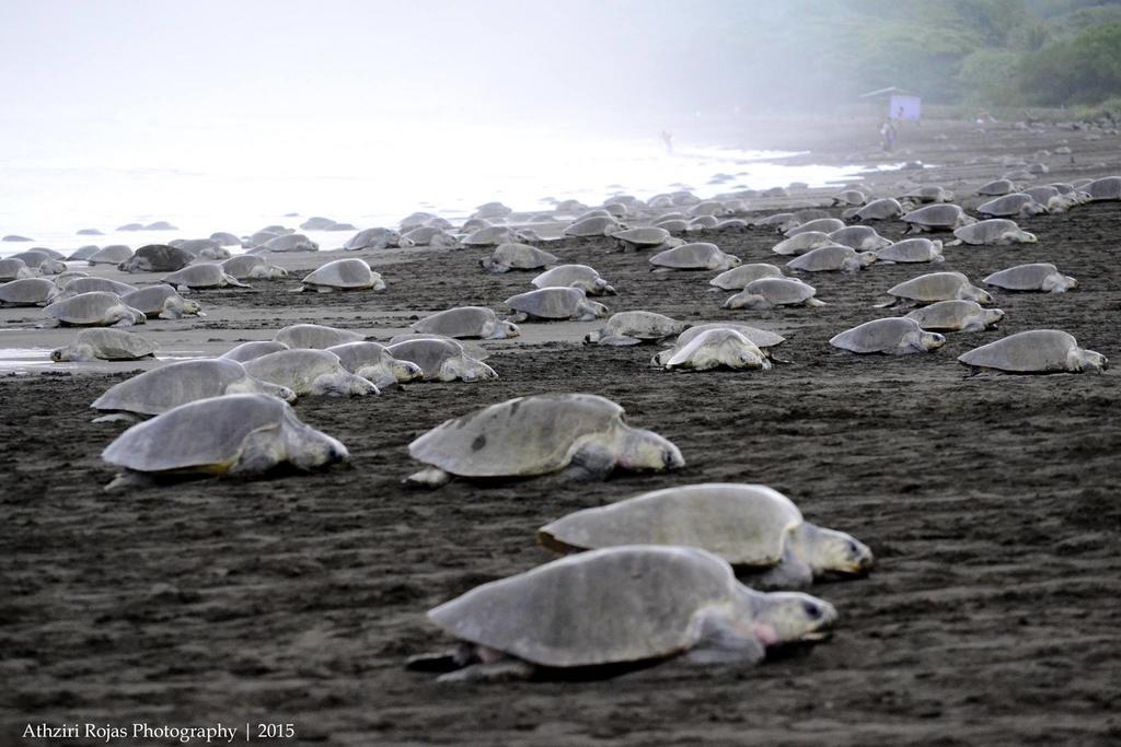 Cabinas Surf Arribadas Ostional Wildlife Refuge Zewnętrze zdjęcie