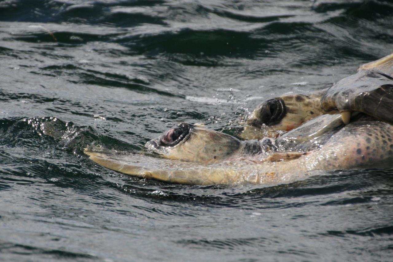 Cabinas Surf Arribadas Ostional Wildlife Refuge Zewnętrze zdjęcie