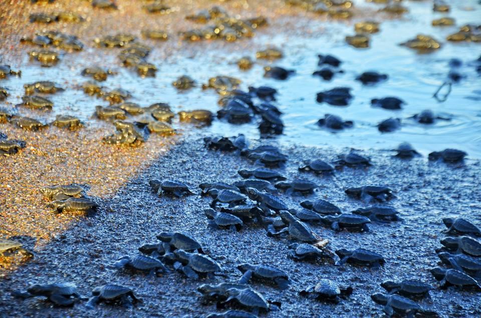 Cabinas Surf Arribadas Ostional Wildlife Refuge Zewnętrze zdjęcie
