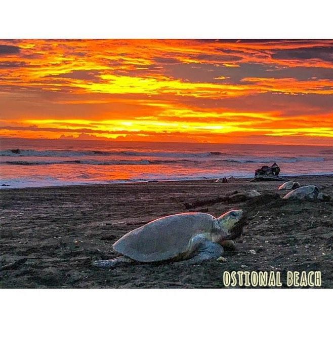 Cabinas Surf Arribadas Ostional Wildlife Refuge Zewnętrze zdjęcie